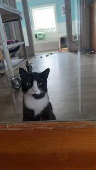 Domestic Short Hair Cats Available for Adoption - Domino | PetCurious