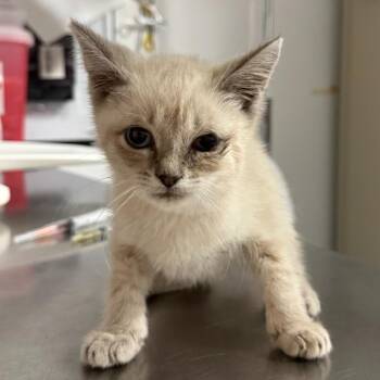 Lilac -  Domestic Short Hair Cat for Adoption in Trenton, New Jersey - Lilac | PetCurious