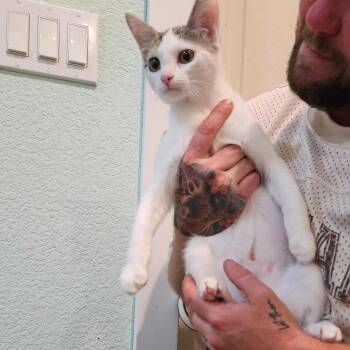 Virgina -  Domestic Short Hair Cat for Adoption in Elverta, California - Virgina | PetCurious