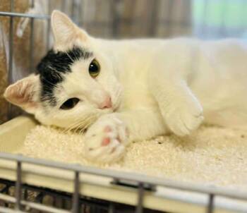 Rescue Domestic Short Hair Cats for Adoption in West Chester, Pennsylvania - Aithusa | PetCurious