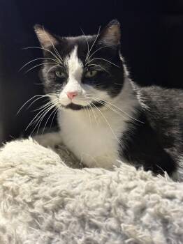 Otis -  Domestic Short Hair Cat for Adoption in Albany, New York - Otis | PetCurious