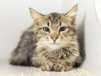 TONY BOLOGNA -  Domestic Medium Hair Cat for Adoption in Phoenix, Arizona - TONY BOLOGNA | PetCurious