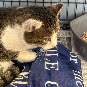 Domestic Short Hair Cats Available for Adoption - Monopoly | PetCurious