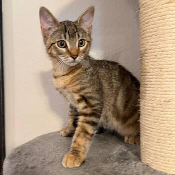 Brownie -  Domestic Short Hair Cat for Adoption in Midland, Texas - Brownie | PetCurious