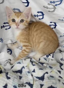 Ollie -  Domestic Short Hair Cat for Adoption in Key Largo, Florida - Ollie | PetCurious