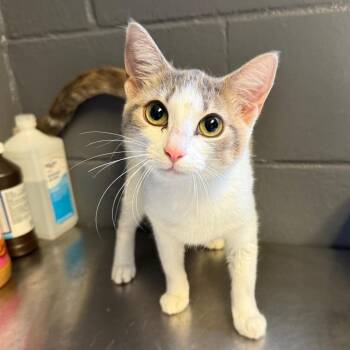 Domestic Short Hair Cats Available for Adoption in Tuscaloosa, Alabama - TUSC-Stray-84120 | PetCurious