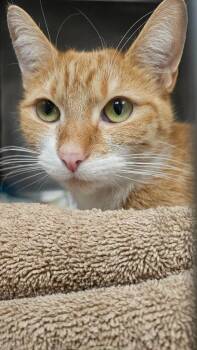 Domestic Short Hair Cats Available for Adoption - Canela | PetCurious