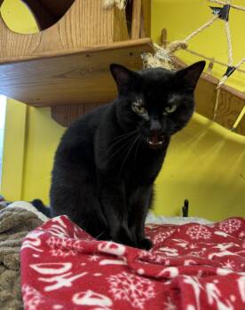 Domestic Short Hair Cats Available for Adoption - Jojo | PetCurious