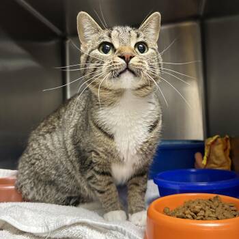 Rescue Domestic Short Hair Cats for Adoption in La Grange Park, Illinois - Calliope | PetCurious