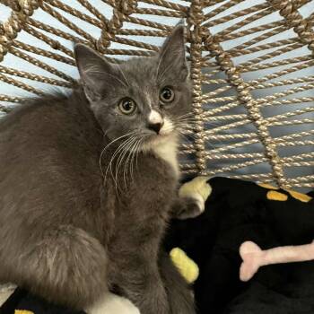 Rescue Domestic Short Hair Cats for Adoption in Pasadena, Maryland - Dory | PetCurious