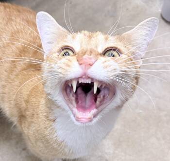 American Shorthair Cats Available for Adoption in Philadelphia, Pennsylvania - Averin | PetCurious
