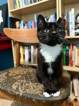 Theo -  Domestic Short Hair Cat for Adoption in Pendleton, Oregon - Theo | PetCurious