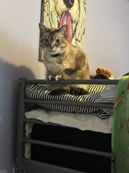 Domestic Short Hair Cats Available for Adoption - DK - Pearl | PetCurious