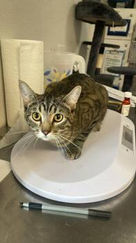 Domestic Short Hair Cats Available for Adoption in Bolivar, Missouri - Cricket | PetCurious