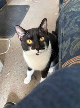Oreo -  Domestic Short Hair Cat for Adoption in New York, New York - Oreo | PetCurious