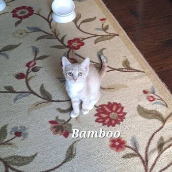Bamboo -  Domestic Short Hair Cat for Adoption in Vine Grove, Kentucky - Bamboo | PetCurious