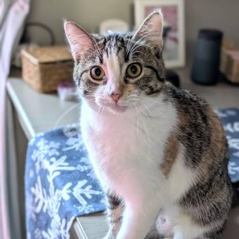 Domestic Short Hair Cats Available for Adoption - Crystal | PetCurious