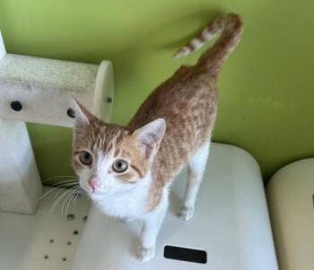 Domestic Short Hair Cats Available for Adoption - Noodle Man | PetCurious