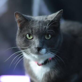 Applesauce -  Domestic Short Hair Cat for Adoption in Philadelphia, Pennsylvania - Applesauce | PetCurious