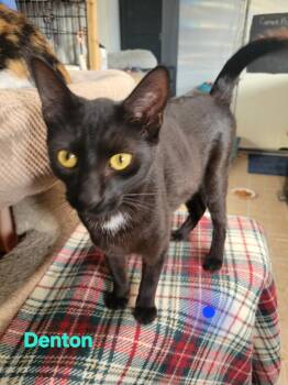 Denton -  Domestic Short Hair Cat Available for Adoption in Bridgeton, North Carolina - Denton | PetCurious