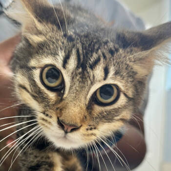 Rescue Domestic Medium Hair Cats for Adoption in Merrifield, Virginia - Aidan Ellis | PetCurious