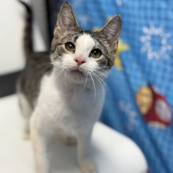 Domestic Short Hair Cats Available for Adoption in Ridgely, Maryland - Carrot | PetCurious