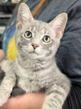 AIDAN -  Domestic Short Hair Cat for Adoption in Canfield, Ohio - AIDAN | PetCurious