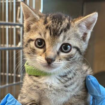 Minnie -  Domestic Short Hair Cat for Adoption in East Hanover, New Jersey - Minnie | PetCurious