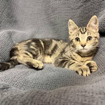 Sweetie -  Domestic Short Hair Cat for Adoption in Latrobe, Pennsylvania - Sweetie | PetCurious