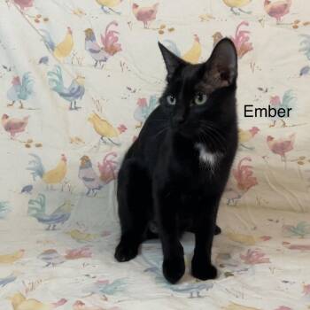 Ember -  Domestic Short Hair Cat for Adoption in Rochester, Minnesota - Ember | PetCurious