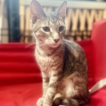 Rescue Domestic Short Hair Cats for Adoption in Norfolk, Virginia - Toni | PetCurious