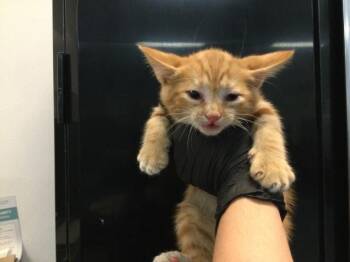 Domestic Short Hair Cats Available for Adoption in Thousand Palms, California - A1917152 | PetCurious