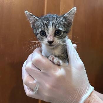 Iris -  Domestic Short Hair Cat for Adoption in Ashland, Oregon - Iris | PetCurious