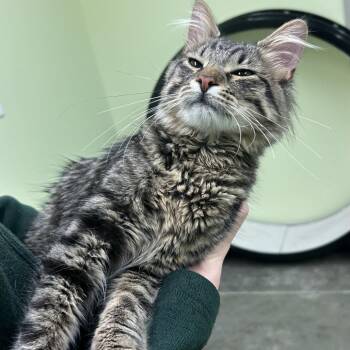 Domestic Long Hair Cats Available for Adoption in Manhattan, Kansas - Squirrel | PetCurious