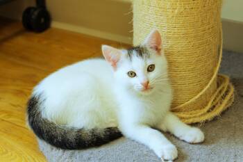 Domestic Short Hair Cats Available for Adoption in Urbana, Ohio - Alfonso | PetCurious