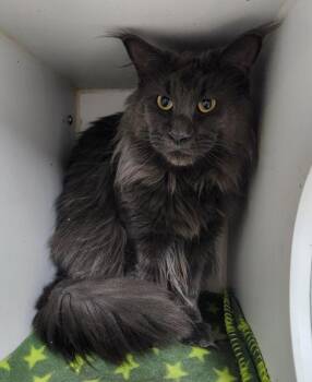Opey -  Maine Coon Cat Available for Adoption in Walnutport, Pennsylvania - Opey | PetCurious