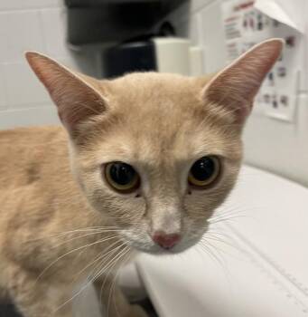 Moon -  Domestic Short Hair Cat for Adoption in Golden, Colorado - Moon | PetCurious