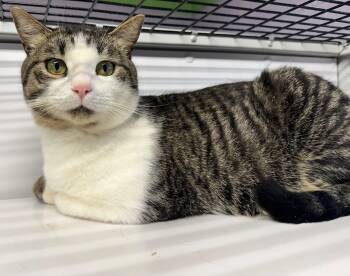 Domestic Medium Hair Cats Available for Adoption - Brooks | PetCurious