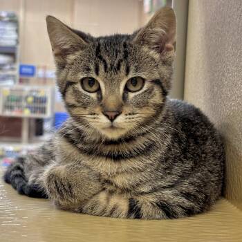 Charlie -  Domestic Short Hair Cat for Adoption in Sonora, California - Charlie | PetCurious