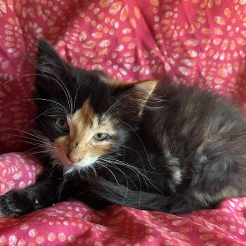 Wisteria 2026 -  Domestic Long Hair Cat for Adoption in East Lansing, Michigan - Wisteria 2026 | PetCurious