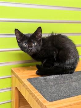 LINGUINI -  Domestic Short Hair Cat for Adoption in St. Peters, Missouri - LINGUINI | PetCurious