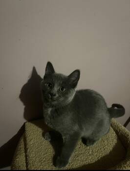 Heather -  Domestic Short Hair Cat for Adoption in Belchertown, Massachusetts - Heather | PetCurious