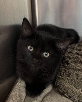 Rescue Domestic Short Hair Cats for Adoption in Orland Hills, Illinois - Oakley | PetCurious