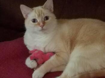 Bella -  Domestic Short Hair Cat Available for Adoption in Nashville, Tennessee - Bella | PetCurious