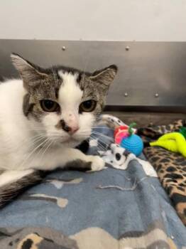 Lady -  Domestic Short Hair Cat for Adoption in Hayward, Wisconsin - Lady | PetCurious