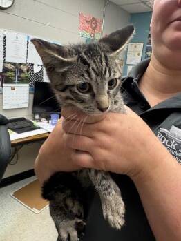 Turtle Truffle -  Domestic Short Hair Cat for Adoption in Rock Springs, Wyoming - Turtle Truffle | PetCurious