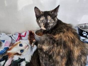 Rescue Domestic Short Hair Cats for Adoption in Bossier City, Louisiana - Bella | PetCurious