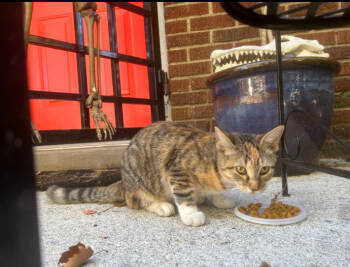 Rescue Domestic Short Hair Cats for Adoption in Oak Park, Michigan - Emme Lou | PetCurious