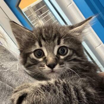Louisa -  Domestic Short Hair Cat for Adoption in Golden, Colorado - Louisa | PetCurious