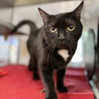 Rae -  Domestic Short Hair Cat for Adoption in Bullhead City, Arizona - Rae | PetCurious